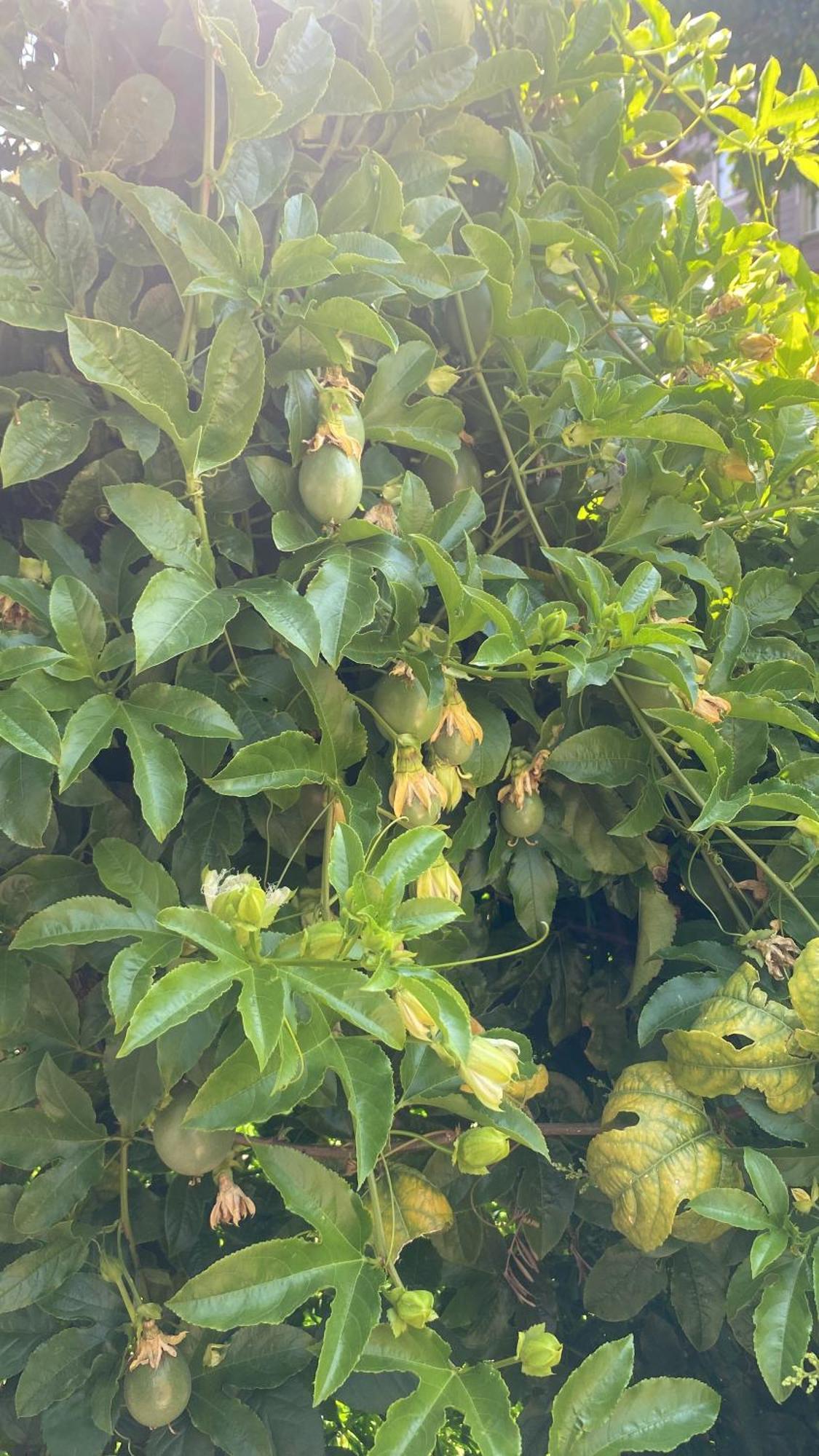 Rosemary Pansiyon Çıralı Exterior foto